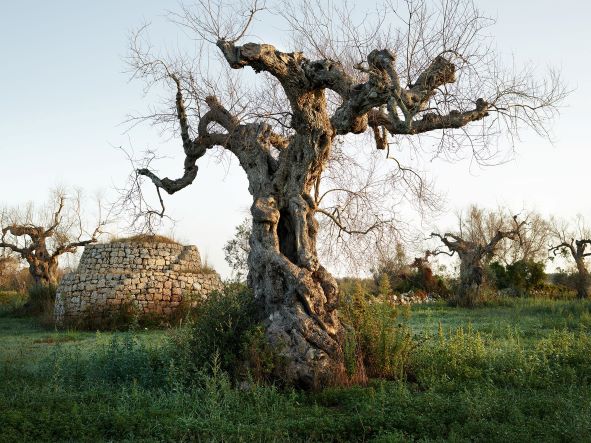 Sylva Sylva