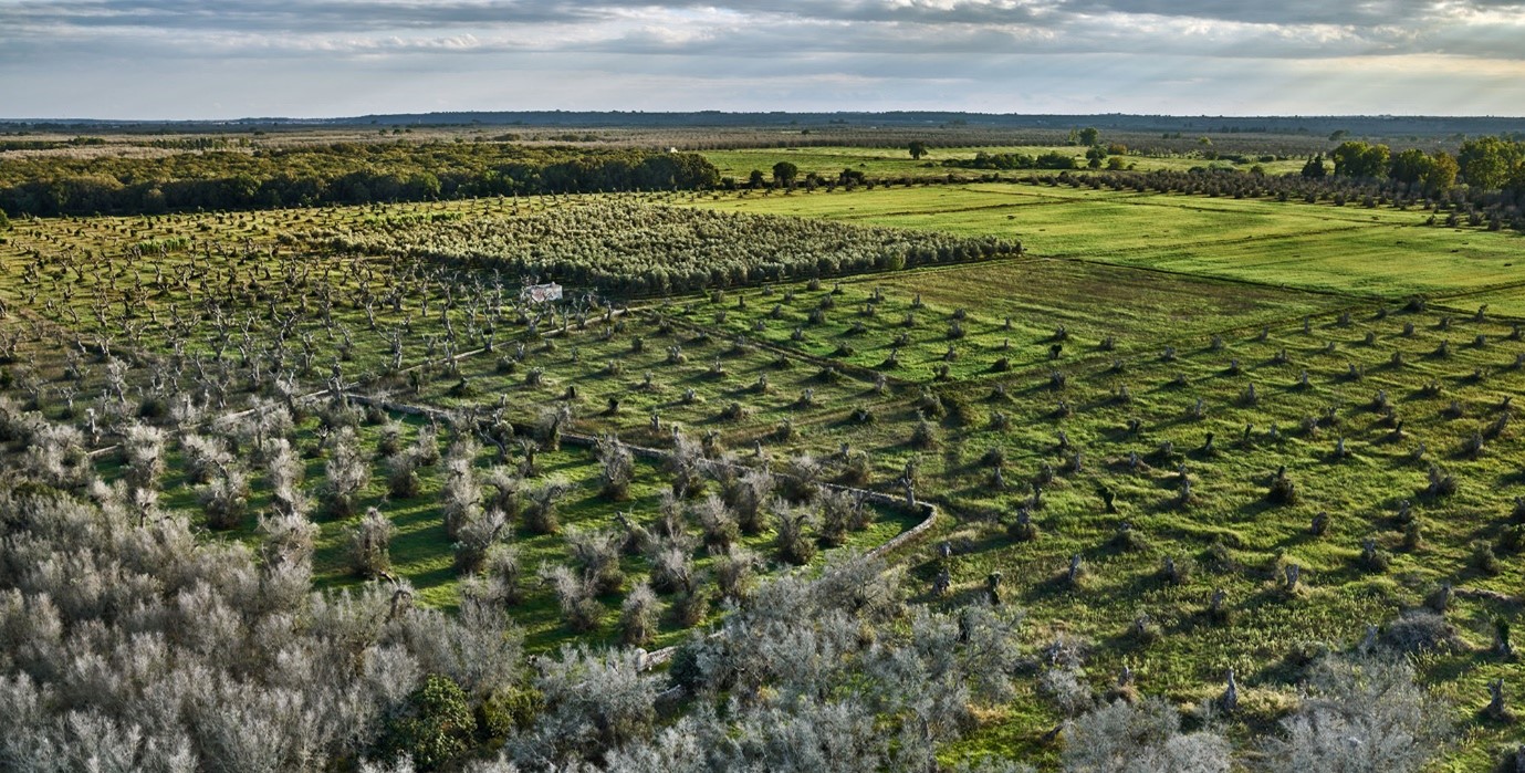 Athora announces reforestation initiative Athora announces reforestation initiative